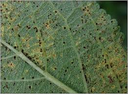 Attēlu rezultāti vaicājumam “Tranzschelia anemones”