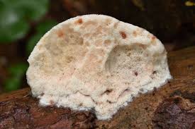 Attēlu rezultāti vaicājumam “Leptoporus mollis”