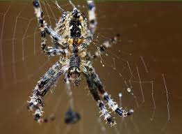 Attēlu rezultāti vaicājumam “Araneus diadematus female”