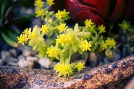 Attēlu rezultāti vaicājumam “Sedum hispanicum fruit”