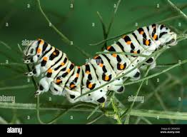Attēlu rezultāti vaicājumam “Papilio machaon larva”