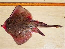 Image result for Raja montagui