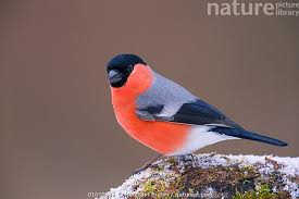 Attēlu rezultāti vaicājumam “Pyrrhula pyrrhula”