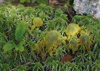 Attēlu rezultāti vaicājumam “Badhamia sp.”