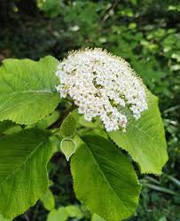 Attēlu rezultāti vaicājumam “Viburnum lantana”