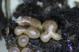 Attēlu rezultāti vaicājumam “Dianemataceae”