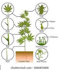 Attēlu rezultāti vaicājumam “Cannabaceae”