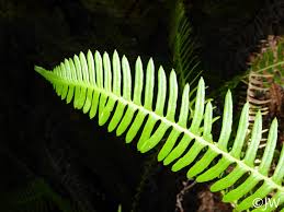 Attēlu rezultāti vaicājumam “Blechnum spicant”