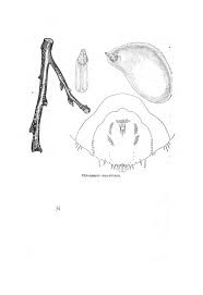 Attēlu rezultāti vaicājumam “Chionaspis salicis”