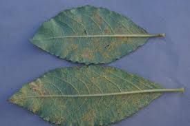 Attēlu rezultāti vaicājumam “Melampsora epitea”