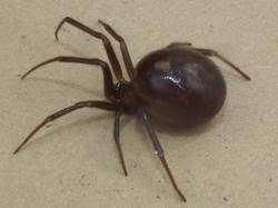 Attēlu rezultāti vaicājumam “Steatoda grossa”