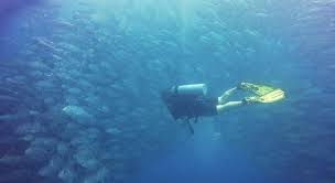 Image result for Tornado Divers
