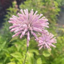 Attēlu rezultāti vaicājumam “Diderma montanum macro”