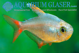 Attēlu rezultāti vaicājumam “Bilimbia tetramera”