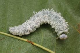 Attēlu rezultāti vaicājumam “Eriocampa ovata larva”