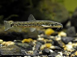 Attēlu rezultāti vaicājumam “Barbatula barbatula”