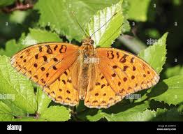 Attēlu rezultāti vaicājumam “Argynnis paphia pupa”