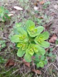 Attēlu rezultāti vaicājumam “Euphorbia helioscopia”