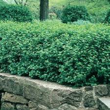 Attēlu rezultāti vaicājumam “Ribes alpinum”