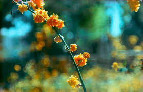 Image result for bokeh