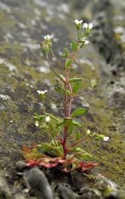 Attēlu rezultāti vaicājumam “Saxifraga tridactylites flower”