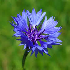 Attēlu rezultāti vaicājumam “Alchemilla vulgaris aggr. flower”