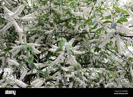 Attēlu rezultāti vaicājumam “Prunus padus var. roseiflora flower”