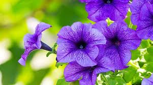 Image result for Petunia