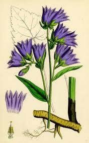 Image result for Campanula trachelium