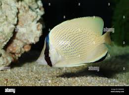 Attēlu rezultāti vaicājumam “Flaviporus citrinellus”