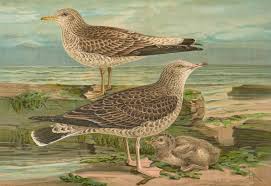 Attēlu rezultāti vaicājumam “Larus canus”