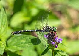Attēlu rezultāti vaicājumam “Gomphus flavipes”