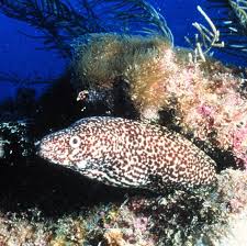 Image result for Gymnothorax moringa