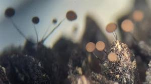 Attēlu rezultāti vaicājumam “Comatricha nigra stalked”