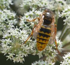 Attēlu rezultāti vaicājumam “Dolichovespula media”