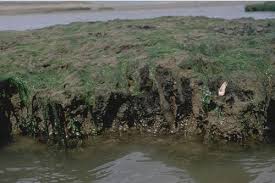 Attēlu rezultāti vaicājumam “Ceramium sp.”