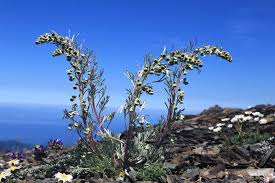 Attēlu rezultāti vaicājumam “Artemisia campestris leaf”