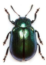 Attēlu rezultāti vaicājumam “Linaeidea aenea”