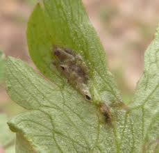 Attēlu rezultāti vaicājumam “Urocystis anemones spores”