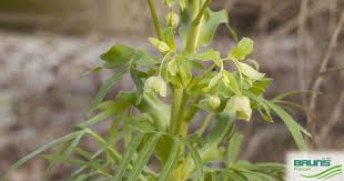 Image result for Helleborus foetidus