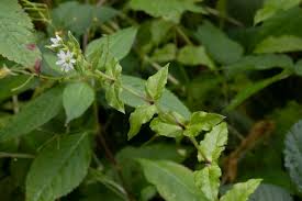 Attēlu rezultāti vaicājumam “Myosoton aquaticum”