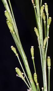 Attēlu rezultāti vaicājumam “Armoracia rusticana bud”