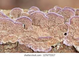 Attēlu rezultāti vaicājumam “Trichaptum abietinum”