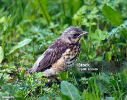Attēlu rezultāti vaicājumam “Turdus pilaris juvenile”