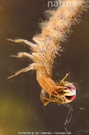 Attēlu rezultāti vaicājumam “Hydrochara caraboides”