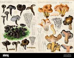 Attēlu rezultāti vaicājumam “Pseudocraterellus”