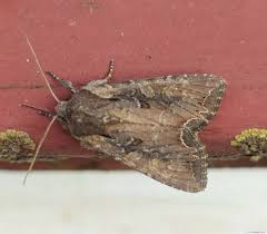 Attēlu rezultāti vaicājumam “Lacanobia suasa”