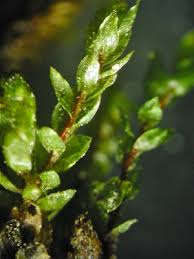 Attēlu rezultāti vaicājumam “Bryum neodamense macro”