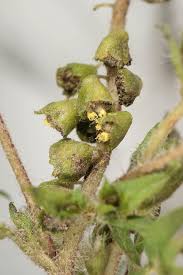 Attēlu rezultāti vaicājumam “Ambrosia artemisiifolia bud”