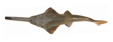 Image result for Pristis pectinata